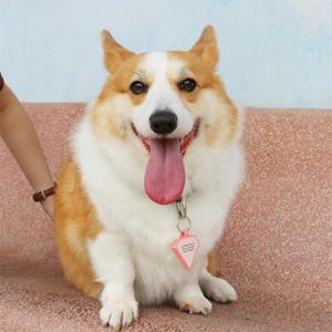 Bán buôn hình dạng khác nhau trống Silicone Dog Name ID <span class=keywords><strong>tag</strong></span> tùy chỉnh thêm logo thương hiệu thực phẩm mềm lớp cao su Silicone Dog <span class=keywords><strong>Pet</strong></span> <span class=keywords><strong>tag</strong></span> - Product Image 6