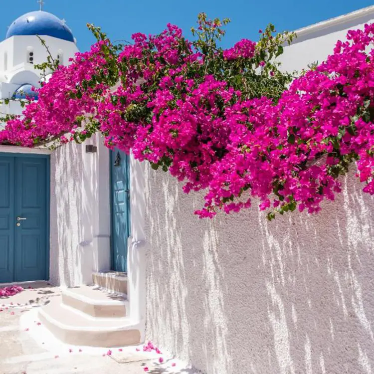 Hoa Bougainvillea Nhân Tạo Dây Leo Tự Làm Cây Mây Nhựa Treo Tường Trang Trí Đám Cưới Cây Nhân Tạo