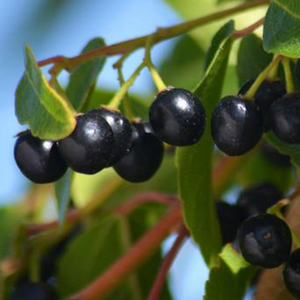 Polvo de Aristotelia Chilensis 100% Natural de Grado Alimenticio GMP de Alta Calidad, Extracto de <span class=keywords><strong>Maqui</strong></span> Berry Soluble en Agua, Envasado al Vacío en Tambor - Product Image 6