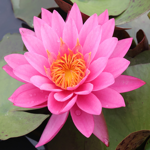Nymphaea 'Zi Li' - Une <span class=keywords><strong>plante</strong></span> aquatique adaptée aux bassins de jardin et aux serres - Nénuphar 'Zi Li' - Product Image 2
