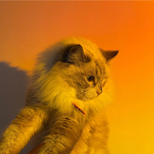 Proyektor Desktop RGB, lampu suasana hati USB pelangi suasana LED suasana matahari terbenam lampu malam dengan klip untuk siaran langsung - Product Image 6