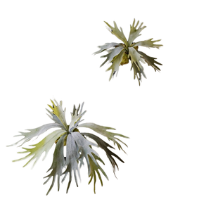 Staghorn fougère avec plante suspendue en bois artificielle succulente verdure <span class=keywords><strong>d</strong></span>écorative intérieure/extérieure maison pour mariages plante tropicale - Product Image 3