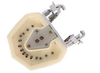 Modelo de práctica dental extraíble de PVC para estudio y práctica