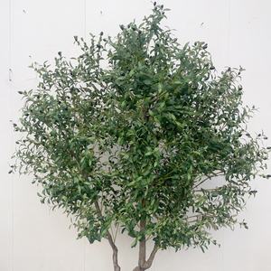 Árbol de <span class=keywords><strong>Olivo</strong></span> Artificial de Plástico para Interiores, 2.3 Metros, Tamaño Personalizado, <span class=keywords><strong>Precio</strong></span> de Fábrica, Planta Artificial de Alta Calidad para Decoración del Hogar, Regalo de Cumpleaños - Product Image 5