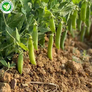 XMSD Piselli Verdi Congelati LQF, Migliori Piselli Freschi e Sani, Semi di Pisello Verde, Prezzo all'Ingrosso - Product Image 5