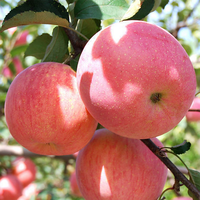 2023 vente en gros fruits pommes frais rouge Fuji pomme douce pommes délicieuses disponibles en vrac