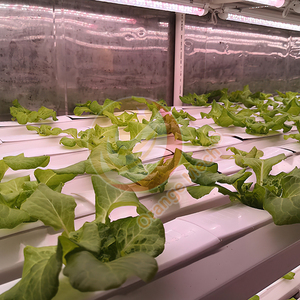 Système de culture hydroponique à faible consommation d'énergie pour serres agricoles, conteneur de culture hydroponique pour légumes, système de jardinage hydroponique d'intérieur, machine de germination Vegeta - Product Image 2