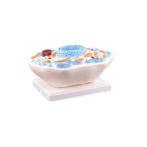 Modello di <span class=keywords><strong>cellula</strong></span> animale 3d resistente in plastica per attrezzature educative - Product Image 3