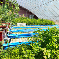 Serre de serre agricole/commerciale Système aquaponique PVC-U canal/tuyaux hydroponiques NFT pour la laitue et la pisciculture