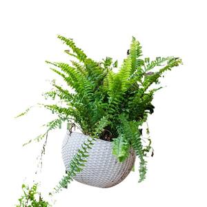 รั้วไม้ทรงสี่เหลี่ยมผืนผ้าสำหรับสวนกลางแจ้ง ป้องกันการผุพัง ใช้กั้นระเบียง ราวบันได ตาข่ายสำหรับวางกระถางดอกไม้ และเป็นที่พักพิงสำหรับไม้เลื้อย - Product Image 4