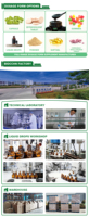 Gouttes de chlorophylle liquide à formule végétale avec logo personnalisé pour le soutien quotidien de la bien-être