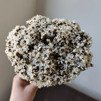 Petites fleurs séchées naturelles mini marguerites blanches, remplisseurs floraux réels pour DIY, décorations de Noël, de la Fête des Mères, de la remise des diplômes et pour la maison, en verre