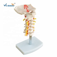 Modelo de Vértebras Cervicales Articuladas con Disco Intervertebral y Nervio para Entrenamiento de Rehabilitación y Masaje, con Certificaciones CE/ISO/ROHS/CNAS