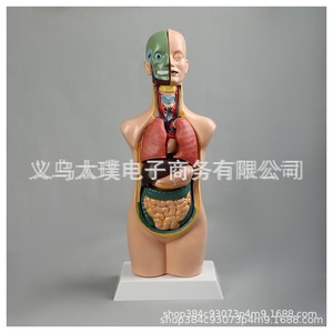 Modelo anatómico humano de órganos; modelo de órganos esqueléticos humanos desmontable para enseñanza médica; material educativo para estudiantes. - Product Image 5