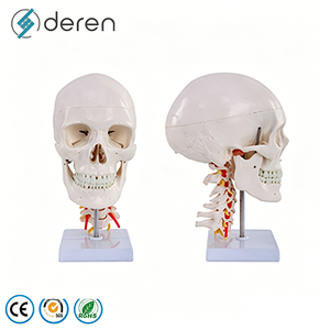 Modelo de <span class=keywords><strong>Cráneo</strong></span> <span class=keywords><strong>Humano</strong></span> Desarticulado con 22 <span class=keywords><strong>Huesos</strong></span> Separados para Entrenamiento Avanzado en Anatomía - Product Image 5