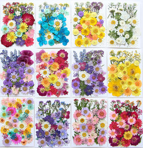 Wholesale Mixed Large Pressed Dried Flowers Pack for Resin Bookmark <strong>Phone</strong> Case Wall Decor Jewelry Crafts - Product Image 6