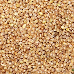 Graines de millet naturel du Barnyard pour la transformation alimentaire et la vente en gros - Product Image 1