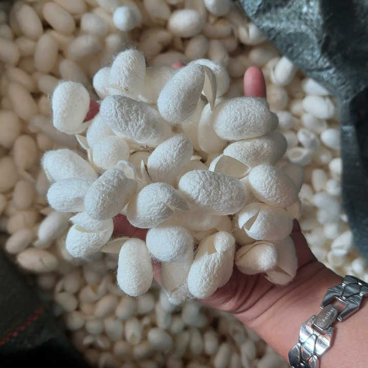 High-End Natural White Silkworm Cocoons High-Collagen Face Scrub