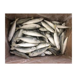 Nueva <span class=keywords><strong>temporada</strong></span> Venta caliente IQF Frozen Round Scad Mackerel Whole Scad Premium Quality Quick Frozen Fish - Product Image 6