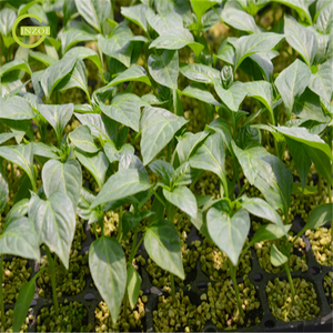 Bandeja <span class=keywords><strong>de</strong></span> Germinación <span class=keywords><strong>de</strong></span> Semillas Negras <span class=keywords><strong>de</strong></span> Alta Calidad para Agricultura - Product Image 6