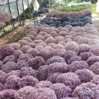 Bunga Hydrangea Daun Besar Awet 20 cm Grosir, Bunga Hydrangea Kering untuk Dekorasi Pernikahan, Bunga Hydrangea Biru