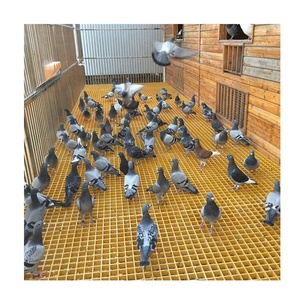 Rejillas de Fibra de Vidrio para Pasillos, Rejillas de FRP para Pisos de Jaulas de Palomas, Venta al Por Mayor - Product Image 3