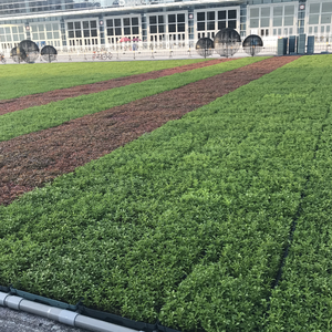 Plateau pour plantes en Hdpe, plateau en plastique, pour le toit de la <span class=keywords><strong>terrasse</strong></span> ou du jardin, pour l'extérieur - Product Image 5
