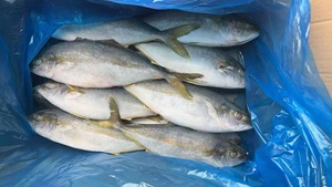 X9396 Pesce Spigola Gialla Congelata Intera, Fornitore Produttore, 500-800g - Product Image 4