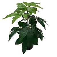 Meilleures ventes : Arbre à monnaie artificiel réaliste et pratique en pot, ornement décoratif paysager pour la maison, le balcon et la véranda