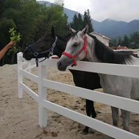 Panneaux de clôture pour chevaux en PVC, durables, écologiques, traités thermiquement, de qualité professionnelle, faciles à assembler pour les écuries et les enclos de ferme