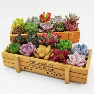 Vaso per Piante Succulente in Legno Vintage, <span class=keywords><strong>Fioriera</strong></span> Rettangolare Antica per Organizzazione da Scrivania - Product Image 1