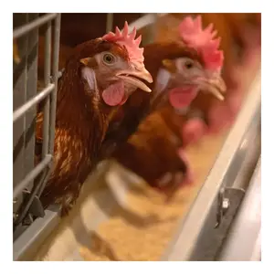 養鶏場産卵鶏鶏タイプ鶏層ケージケニアで販売