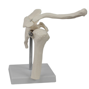 Modèle d'articulation de l'épaule personnalisé ; appareil de formation médicale sur le corps humain ; équipement pédagogique médical - Product Image 4