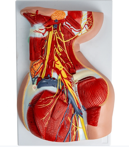 Modelo Anatómico 1:1 de Cabeza <span class=keywords><strong>y</strong></span> <span class=keywords><strong>Cuello</strong></span>, Músculos, Vasos Sanguíneos <span class=keywords><strong>y</strong></span> Nervios, Modelo de Enseñanza de los Músculos Profundos del <span class=keywords><strong>Hombro</strong></span> <span class=keywords><strong>y</strong></span> del Pecho - Product Image 2