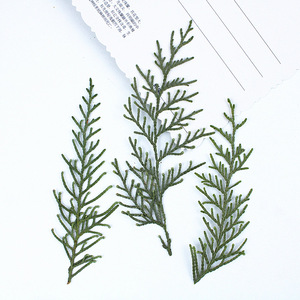 Hojas de Arborvitae Chinas Secas y Prensadas, Follaje Natural de Platycladus <span class=keywords><strong>Orientalis</strong></span> y <span class=keywords><strong>Thuja</strong></span> para Manualidades con Resina, Decoración del Hogar - Product Image 4