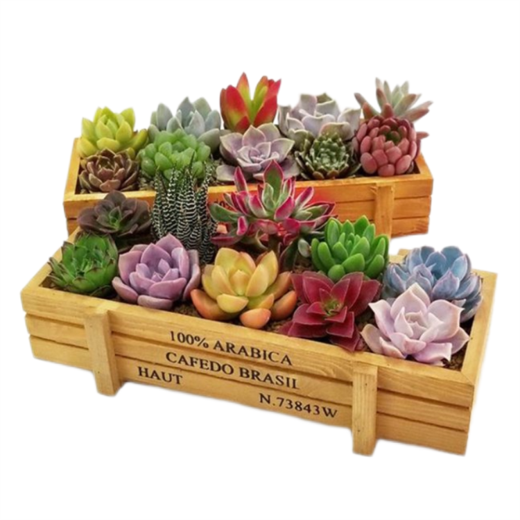 Деревянный прямоугольный плантатор Hallerbos оптом, деревенский деревянный плантатор для суккулентов, цветочный горшок, комнатное и уличное украшение