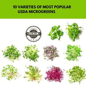Assortiment de 10 variétés de micro-pousses biologiques : mélange de brocoli, de daikon, de radis, de chou rouge épicé, <span class=keywords><strong>d</strong></span>'arugula pour la culture en pots et jardinières - Product Image 3