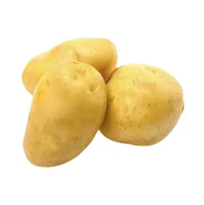 Patate all'ingrosso di patate fresche di russet di patate fresche di fabbrica di patate fresche