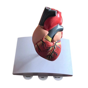 Educational <strong>3D</strong> human <strong>Heart</strong> Anatomical coronary arching attach Hospital Suppliers - Product Image 5