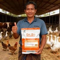 Aliment de qualité supérieure LIBON, prémélange pour poules pondeuses, aliment pour la croissance des volailles, améliorant la santé intestinale, améliorant la qualité des œufs, poulet