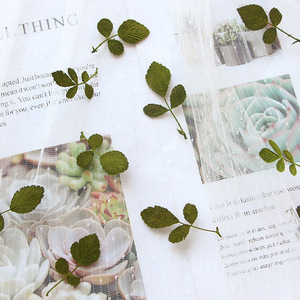 Feuilles de <span class=keywords><strong>fraise</strong></span> sauvage séchées et pressées naturelles pour le scrapbooking, la création de cartes, la décoration artisanale, véritable spécimen végétal - Product Image 3