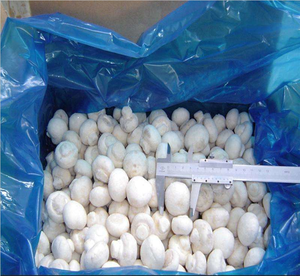 Setas de alta calidad fabricadas en China, setas blancas congeladas - Product Image 5