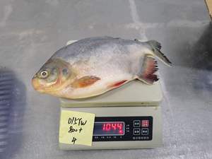 Pomfret vermelho inteiro redondo frutos do mar secos estilo natureza da <span class=keywords><strong>China</strong></span> Preservado Red Pacu Wr Pacu Pomfret - Product Image 6