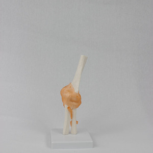 Modèle fonctionnel du ligament du coude ; modèle de squelette humain pour l'enseignement. - Product Image 2