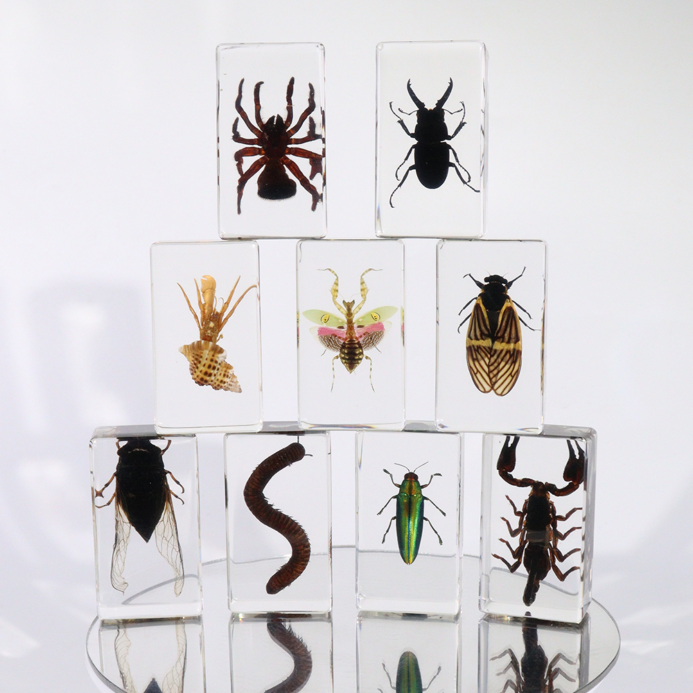 Real Insect Taxidermy Animal Appearance Specimens Silkworm Resin Specimen Educational Tools For Teaching