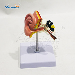 Modèle d'anatomie de l'oreille en trois dimensions, modèle de structure de l'oreille, outil pédagogique d'enseignement médical et d'anatomie - Product Image 4