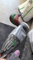 Leurre de chasse pliable en EVA vert en forme de canard, modèle de simulation flottant pour activités de chasse en extérieur, personnalisé en usine