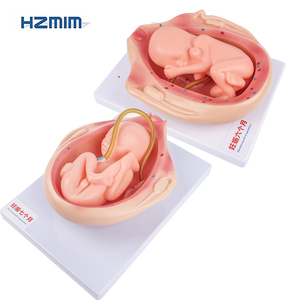 Juego de 10 Modelos de Desarrollo Fetal de Alta Calidad para Educación Médica y Estudio de Embriología - Product Image 4