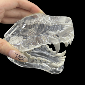 Modèle anatomique dentaire canin pour chiens MX-041 en résine transparente – Éducation et démonstration vétérinaire pour l'enseignement dentaire des animaux de compagnie - Product Image 3