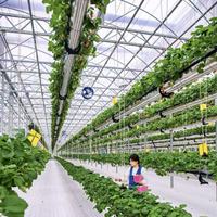 Grande serre commerciale multi-chapelles en verre pour légumes, structure de serre, systèmes hydroponiques verticaux pour fraises
